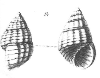 Rissoidae nel Mediterraneo: Genere Alvania